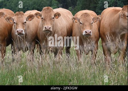 Sankt Vith, Belgien. 25.. Juni 2022. Braune Kühe stehen auf einer Weide am Zaun. Quelle: Horst Galuschka/dpa/Alamy Live News Stockfoto