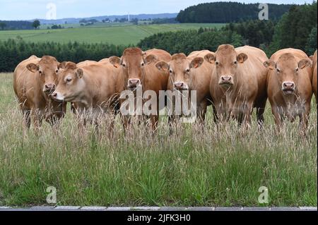 Sankt Vith, Belgien. 25.. Juni 2022. Braune Kühe stehen auf einer Weide am Zaun. Quelle: Horst Galuschka/dpa/Alamy Live News Stockfoto