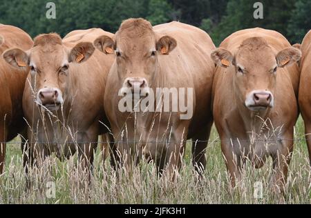 Sankt Vith, Belgien. 25.. Juni 2022. Braune Kühe stehen auf einer Weide am Zaun. Quelle: Horst Galuschka/dpa/Alamy Live News Stockfoto