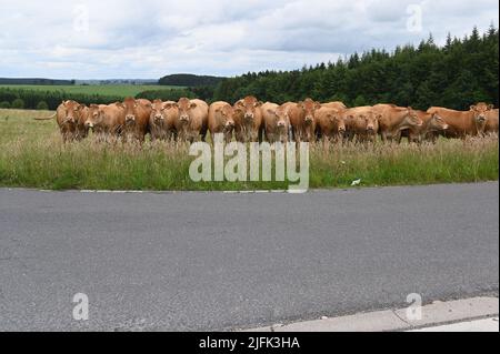 Sankt Vith, Belgien. 25.. Juni 2022. Braune Kühe stehen auf einer Weide am Zaun. Quelle: Horst Galuschka/dpa/Alamy Live News Stockfoto