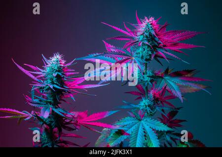 Medizinische Marihuanasträucher mit verschiedenen Arten von Varietät Stamm Indica und Sativa. Marihuanapflanzen in violettem Neon gefärbt. Cannabispflanzen Sorte Co Stockfoto