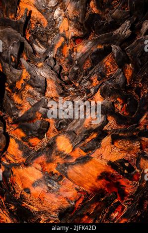Makro eines Palm Tree Trunk Texture Background Stockfoto
