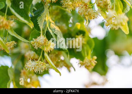 Linden, Linde blühen im Sommer mit grünen Blättern auf einem Baum Stockfoto