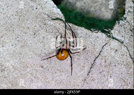 Höhlenspinne Meta menardi im feuchten Keller Stockfoto