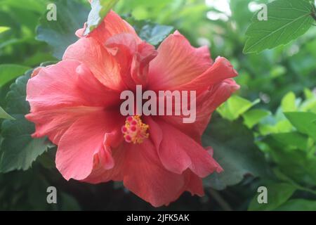 Nahaufnahme einer einzelnen schönen roten Hibiskusblüte auf grünem Blatthintergrund in ihrem natürlichen Lebensraum Stockfoto