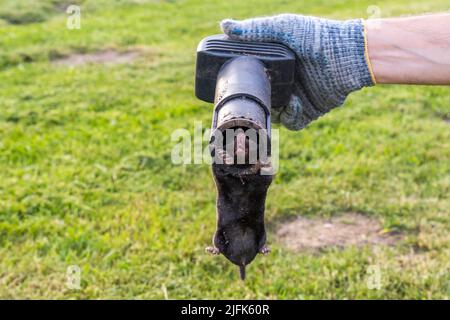 Maulwurf in einer Falle in den Händen eines Gärtners vor dem Hintergrund eines Rasens Stockfoto