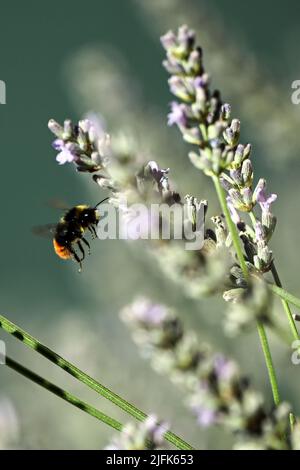 Köln, Deutschland. 04.. Juli 2022. Eine Hummel sammelt Nektar im Lavendel. Zu Beginn der neuen Woche können sich die Menschen in Nordrhein-Westfalen auf sommerliches Wetter mit viel Sonnenschein und warmen Temperaturen freuen. Am Montag sei es meist hell und trocken gewesen, sagte ein Meteorologe vom Deutschen Wetterdienst (DWD). Quelle: Federico Gambarini/dpa/Alamy Live News Stockfoto