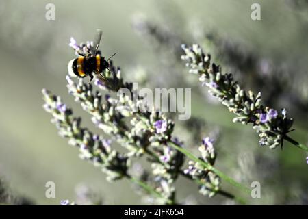 Köln, Deutschland. 04.. Juli 2022. Eine Hummel sammelt Nektar im Lavendel. Zu Beginn der neuen Woche können sich die Menschen in Nordrhein-Westfalen auf sommerliches Wetter mit viel Sonnenschein und warmen Temperaturen freuen. Am Montag sei es meist hell und trocken gewesen, sagte ein Meteorologe vom Deutschen Wetterdienst (DWD). Quelle: Federico Gambarini/dpa/Alamy Live News Stockfoto