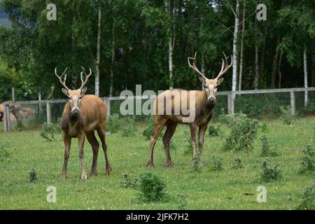 Schottisches Hirschzentrum, Weißlipphirsch, Cupard, Fife Stockfoto