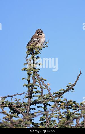 In Nxai Pan Botswana thronte ein schuppiger Weaver in einem Baum Stockfoto