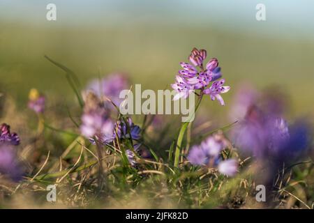 Autumn Squill; Prospero autumnale; Cornwall; Großbritannien Stockfoto