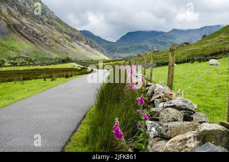 Fuchshandschuhe (Digitalis purpurea) blühen an einer Steinmauer am Straßenrand in Nant Ffrancon mit Blick auf die Berge in Snowdonia. Gwynedd, Wales, Großbritannien Stockfoto