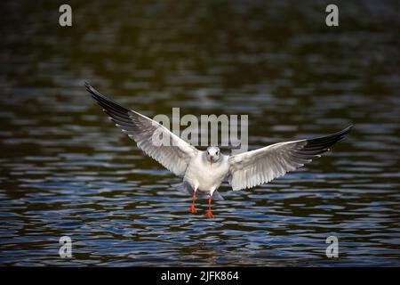 Schwarze Möwe geleitet; Chroicocephalus ridibundus; Flug; Landung; Cornwall, UK Stockfoto