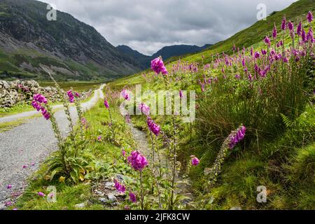 Im Sommer blühen am Straßenrand im Nant Ffrancon Tal Fuchshandschuhe (Digitalis purpurea) mit Blick auf die Berge in Snowdonia. Gwynedd, Wales, Großbritannien Stockfoto