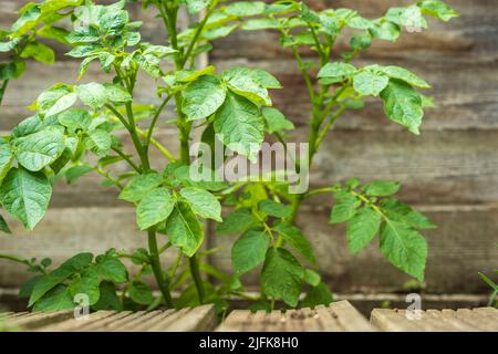 Hausgemachte Bio-Kartoffelpflanze im Garten in england Stockfoto