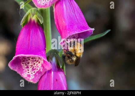 Carder Bee; Bombus pascuorum; auf Foxglove Blume; Großbritannien Stockfoto