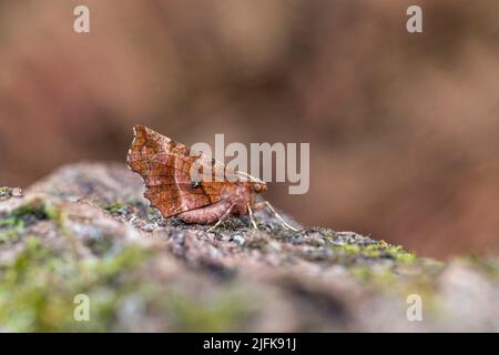 Frühe Thorn Moth; Selenia dentaria; Großbritannien Stockfoto