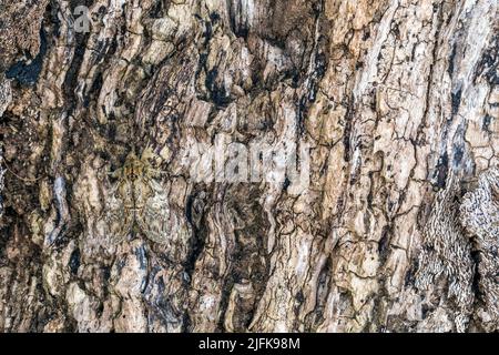 Große prominente Motte; Peridea anceps; auf Holz; Großbritannien Stockfoto