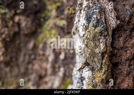 Große prominente Motte; Peridea anceps; auf Holz; Großbritannien Stockfoto