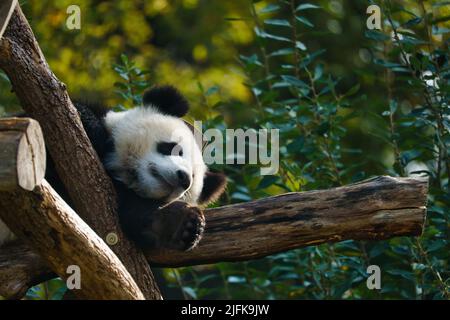 Riesiger Panda, der auf Baumstämmen in der Höhe liegt. Gefährdete Säugetiere aus China. Naturfoto des Tieres Stockfoto