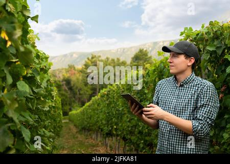 Der Landwirt untersucht den Weinberg und sendet Daten vom Tablet an die Wolke. Intelligente Landwirtschaft und digitale Landwirtschaft. Stockfoto