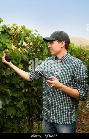 Der Landwirt untersucht den Weinberg und sendet Daten vom Tablet an die Wolke. Intelligente Landwirtschaft und digitale Landwirtschaft. Stockfoto