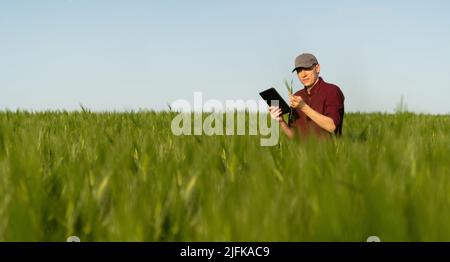 Farmer mit digitalem Tablet auf einem Roggenfeld. Intelligente Landwirtschaft und digitale Transformation in der Landwirtschaft. Stockfoto
