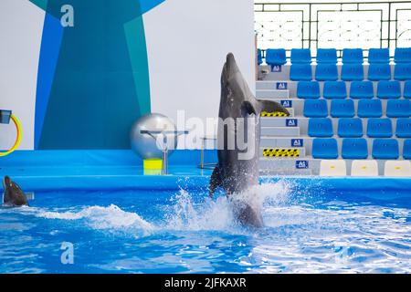 Clevere Delfine treten in der Show auf. Delfinshow in Thailand. Stockfoto