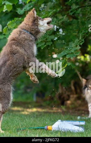 Portrait eines finnischen Lapphunds und Welpen, der draußen mit Wasserspielzeug spielt Stockfoto