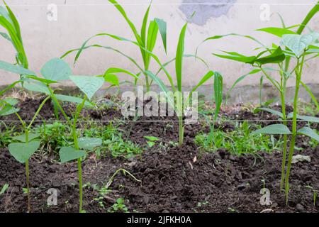 Mais- und Hülsenfrüchte-Kuhpfeifen, die sich in einem Gemüsegarten verschneiden. Stockfoto