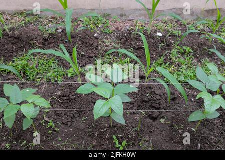 Mais- und Hülsenfrüchte-Kuhpfeifen, die sich in einem Gemüsegarten verschneiden. Stockfoto