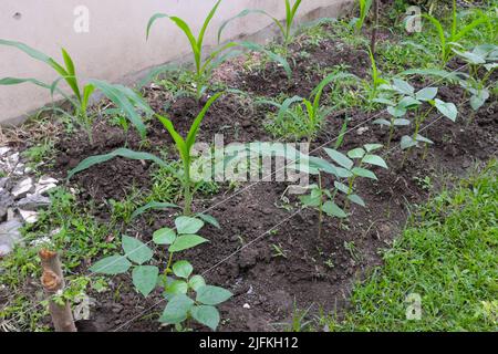 Mais- und Hülsenfrüchte-Kuhpfeifen, die sich in einem Gemüsegarten verschneiden. Stockfoto
