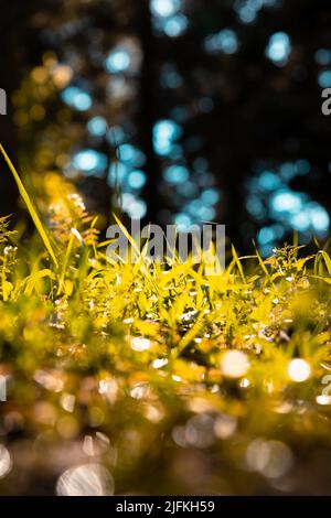 Gräser im Fokus. Natur oder Umwelt oder Kohlefasernetz-Null vertikales Hintergrundfoto. Stockfoto