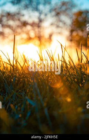 Gräser im Fokus bei Sonnenuntergang. Natur oder Umwelt oder Klimaneutralität Konzept Hintergrundbild Foto. Stockfoto