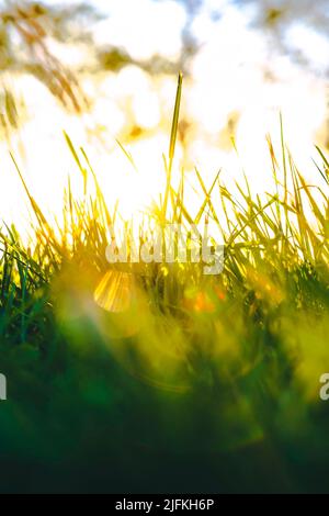 Defokussiert Gräser Hintergrund vertikale Foto. CO2-Neutralität oder Netto-Null-Konzeptfoto. Stockfoto