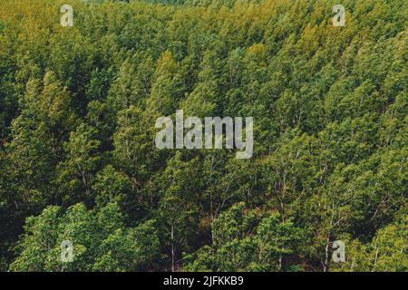 Laubbaumholz Waldlandschaft von oben, Drohne pov Fotografie von Baumwipfeln im Wind schwanken Stockfoto