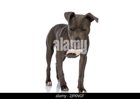 Süßer american staffordshire Terrier Doggy mit Kettenkragen, der halb zur Seite schaut, während er isoliert auf weißem Hintergrund im Studio läuft Stockfoto