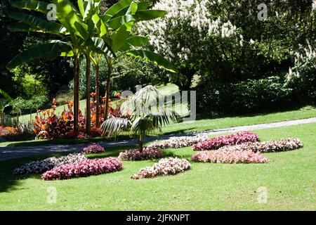 Japanischer Bananenbaum, palma, Canna und andere Blumen im Stadtgarten von Überlingen Stockfoto