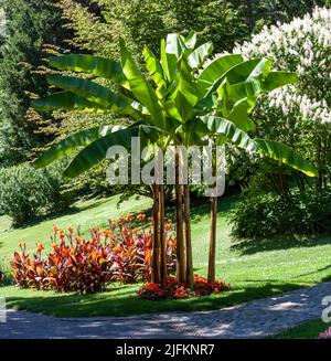 Japanischer Bananenbaum und Canna blühen im Stadtgarten von Überlingen Stockfoto