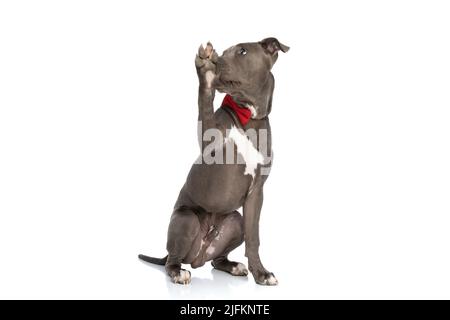 Lustige amerikanische staffordshire Terrier Hund mit roten Fliege bedeckt Mund und sitzt auf weißem Hintergrund im Studio Stockfoto