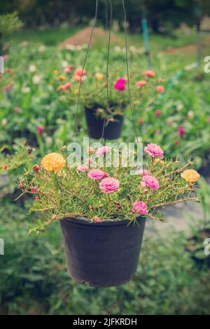 Portulaca grandiflora Blumen Vintage-Stil. Weicher Fokus Stockfoto