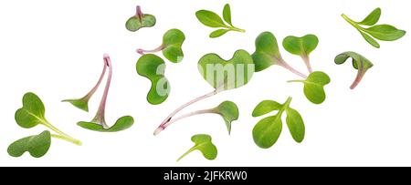 Microgreen Blätter isoliert auf weißem Hintergrund Stockfoto