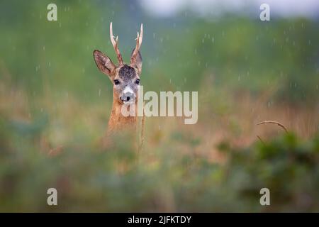 Rehe, die im Sommerregensturm aus den Büschen spähen Stockfoto