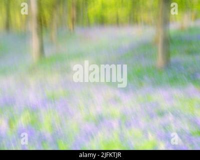 Kinclaven Bluebell Woods ICM Stockfoto