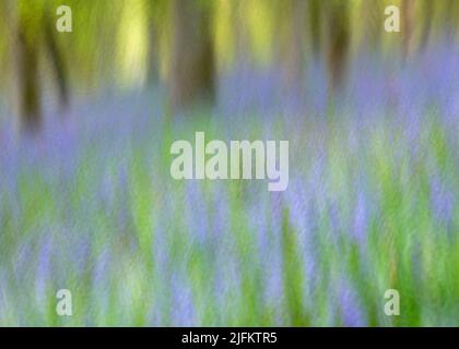 Kinclaven Bluebell Woods ICM Stockfoto