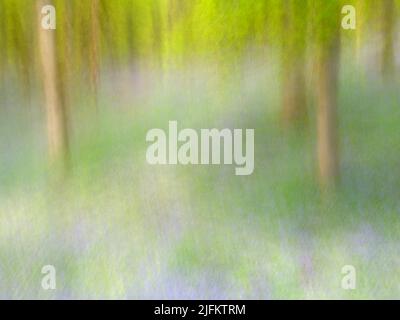 Kinclaven Bluebell Woods ICM Stockfoto