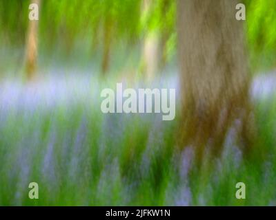 Kinclaven Bluebell Woods ICM Stockfoto