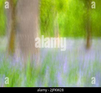 Kinclaven Bluebell Woods ICM Stockfoto