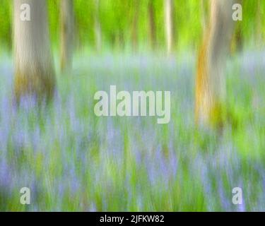 Kinclaven Bluebell Woods ICM Stockfoto