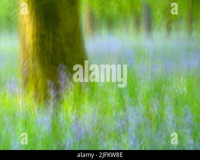 Kinclaven Bluebell Woods ICM Stockfoto